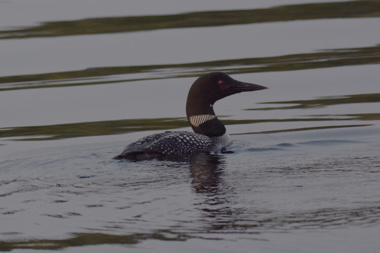 Northwoods notebook: Loons do some fishing